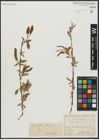 Foto von Salix alba L. x Salix fragilis L.